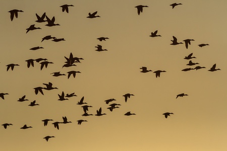 many birds flying in the sky, nature seriesの写真素材