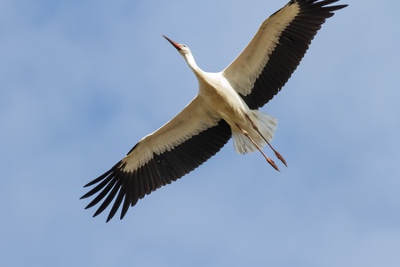 wild colorful bird in sunny day, nature seriesの写真素材