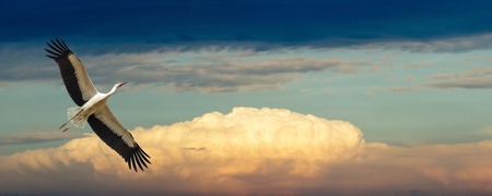 Storks on green grass in sunny day on fieldの写真素材