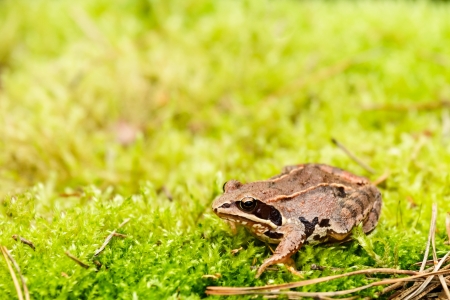 Frog in its natural habitat in a woodland, wild frogの写真素材