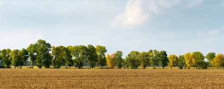 old big tree on color background with blue skyの写真素材