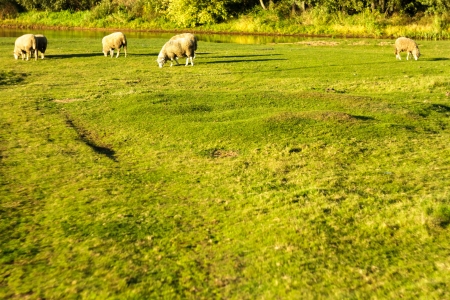 sheep on grass with blue sky, some looking at the cameraの写真素材
