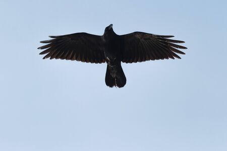many birds flying in the sky, nature seriesの写真素材
