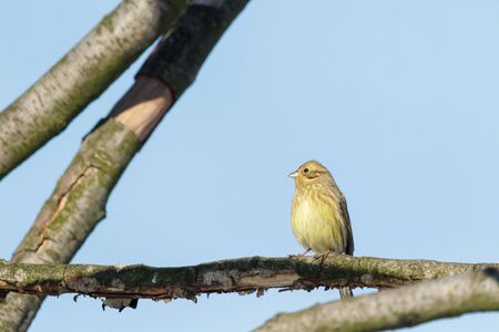 many birds flying in the sky, nature seriesの写真素材