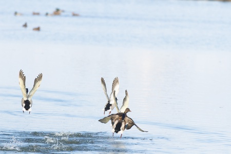 many birds flying in the sky, nature series