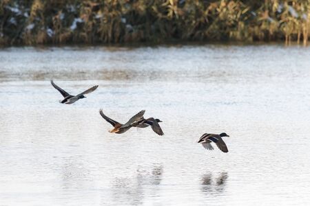 many birds flying in the sky, nature seriesの写真素材
