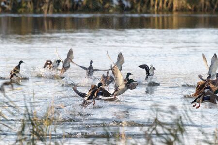 many birds flying in the sky, nature seriesの写真素材