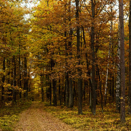 Sunlight in the green forest, nature seriesの写真素材