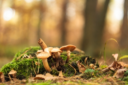 forest mushroom in moss after bir longtime rainの写真素材