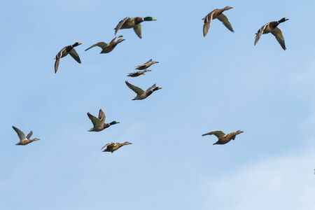 many birds flying in the sky, nature seriesの写真素材