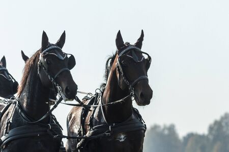 horse in a field, farm animals seriesの写真素材