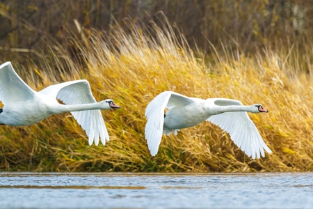 swan on blue lake water in sunny day, swans on pond, nature series