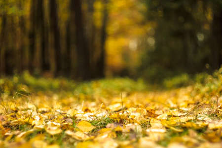 Sunlight in the green forest, nature seriesの写真素材
