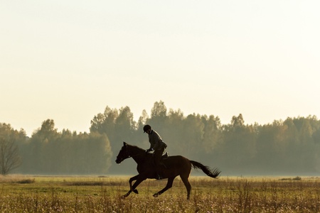 horse in a field, farm animals seriesの写真素材