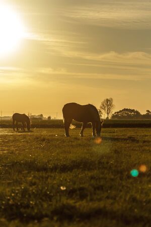 horse in a field, farm animals seriesの写真素材