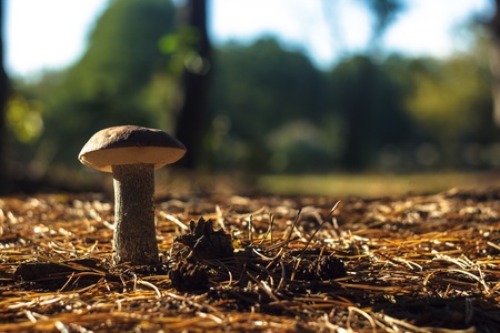 forest mushroom in moss after bir longtime rainの写真素材