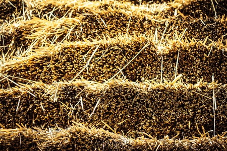 This year's bundle of straw yellow with golden colorの写真素材