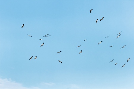 many birds flying in the sky, nature seriesの写真素材