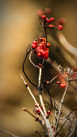 plants for natural background,
fluffy wild plant grouped in sunny dayの写真素材
