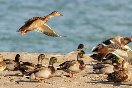 many birds flying in the sky, nature seriesの写真素材