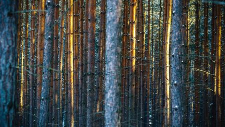 Sunlight in the grey forest, nature series