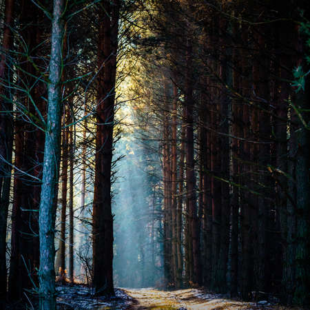 Sunlight in the grey forest, nature seriesの写真素材