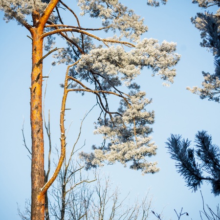 old big tree on color background with blue skyの写真素材