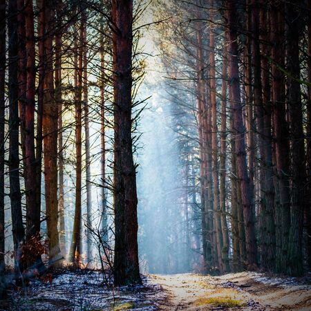 Sunlight in the grey forest, nature seriesの写真素材