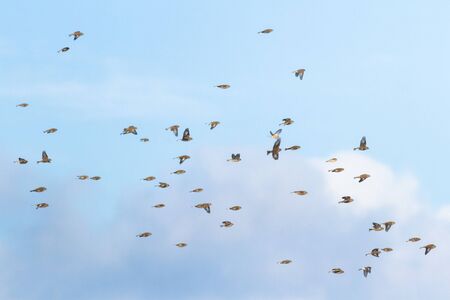 many birds flying in the sky, nature seriesの写真素材