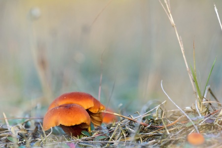 forest mushroom in moss after bir longtime rainの写真素材