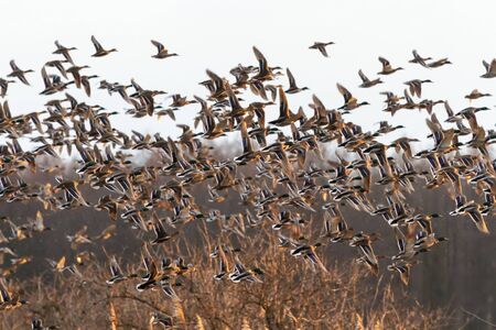 many birds flying in the sky, nature seriesの写真素材