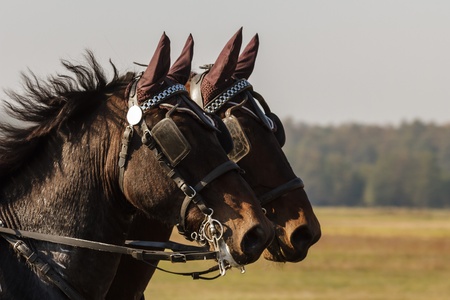 horse in a field, farm animals seriesの写真素材