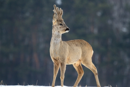 Roe deer over the forest background in sunny day