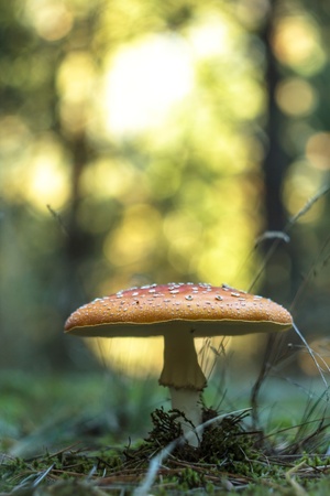 forest mushroom in moss after bir longtime rainの写真素材