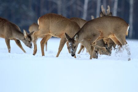 Roe deer over the forest background in sunny dayの写真素材