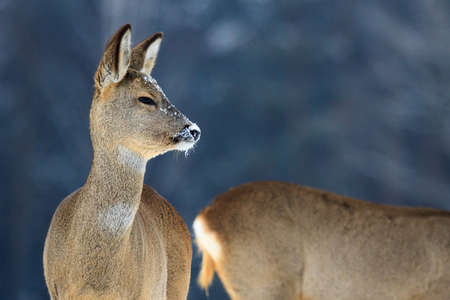 Roe deer over the forest background in sunny dayの写真素材