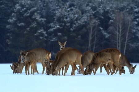 Roe deer over the forest background in sunny dayの写真素材