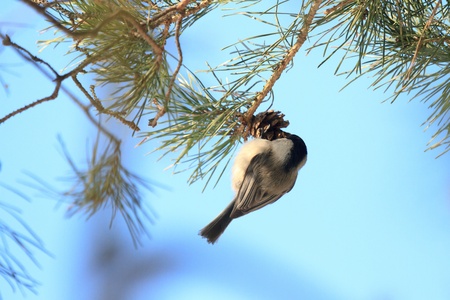 wild colorful bird in sunny day, nature seriesの写真素材