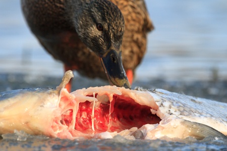 wild colorful bird in sunny day, nature seriesの写真素材