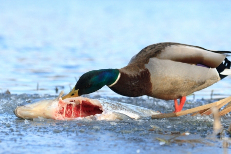 wild colorful bird in sunny day, nature seriesの写真素材