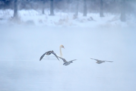 wild bird in their natural habitat on frozen river, nature series