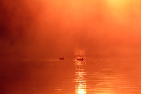 mystical sunrise in a forest on morning, nature seriesの写真素材
