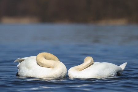 wild bird in their natural habitat, nature seriesの写真素材