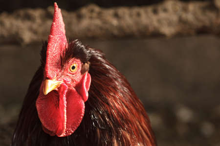 Image shows chicken searching for food, chicken series