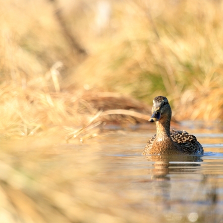 wild bird in their natural habitat, nature seriesの写真素材
