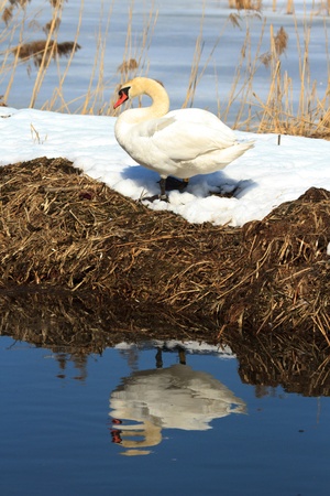 swan on blue lake water in sunny day, swans on pond, nature seriesの写真素材