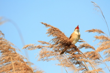 wild bird in their natural habitat, nature seriesの写真素材