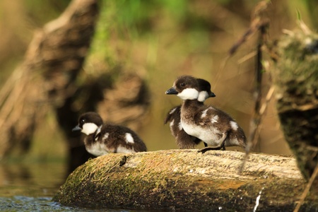 wild bird in their natural habitat, nature seriesの写真素材