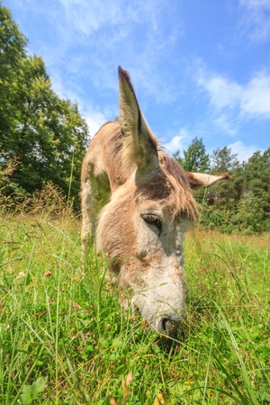 Donkey in a Field of yellow Flowers in sunny dayの写真素材