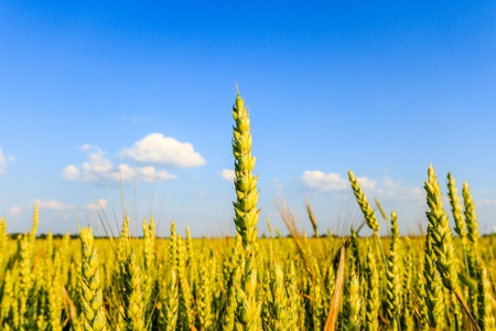 agricultural field, nature and agriculture farming series